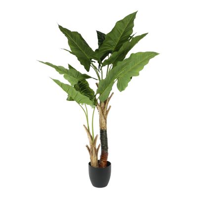 Plant House Cala 130cm potted (1/4)