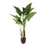 Plant House Cala 130cm potted (1/4)