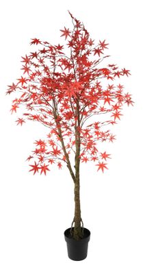 Glamis Maple Tree 160cm potted (1/4)