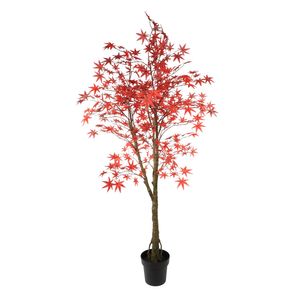 Glamis Maple Tree 160cm potted (1/4)