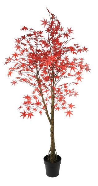 Glamis Maple Tree 160cm potted (1/4)