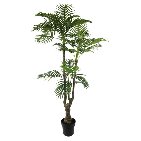 Plant House Palm 175cm potted (1/4)