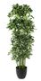 Plant House Schefflera 120cm potted (1/2)