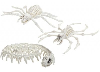 skeleton animals