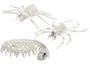 skeleton animals