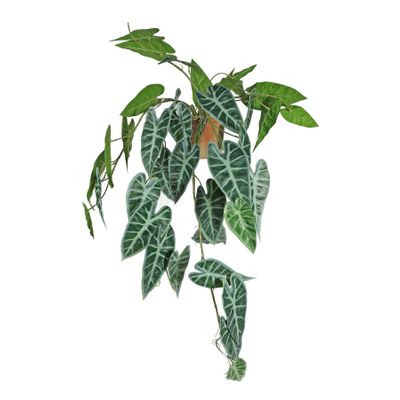 Plant House Trailing Caladium In Terracotta Pot D 13cm