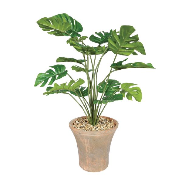 Plant House Monstera In Terracotta Pot D15cm