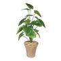 Plant House Philo In Terracotta Pot D 15cm