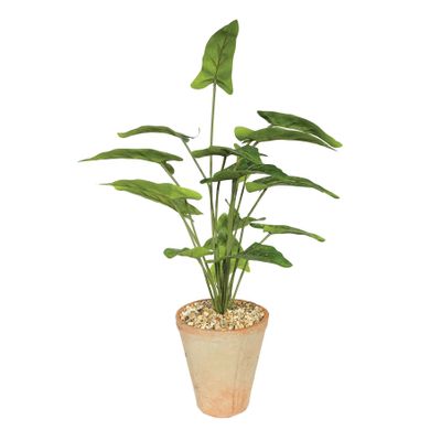 Plant House Syngonium In Terracotta Pot D15cm