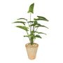 Plant House Syngonium In Terracotta Pot D15cm