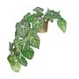 Plant House Trailing Syngonium In Terracotta Pot D13cm