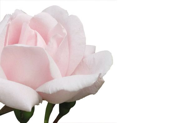 Pale Pink Rose