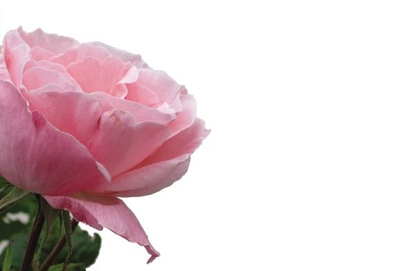 Pink Rose Greeting Code