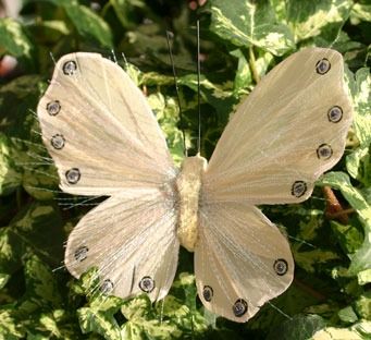 Cream Feather Butterfly