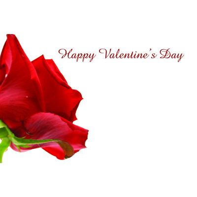 Valentines Rose Greetings Card