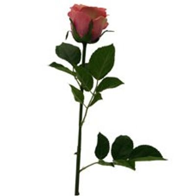 Dusty Pink Empire Rose (Medium)