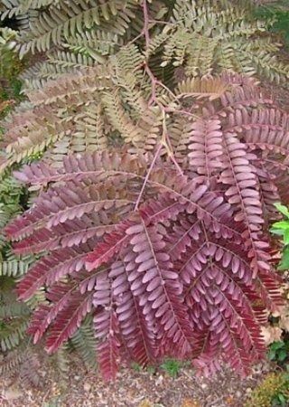 Gleditsia Triacanthos (Ruby Lace) - Honey Locust