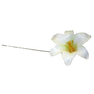 DCP503-Harisi-Lily