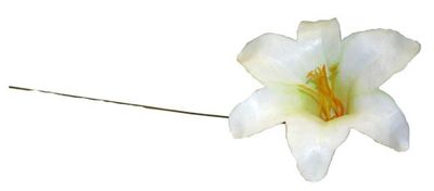 DCP503-Harisi-Lily