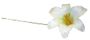 DCP503-Harisi-Lily