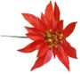 DCP513-Red-Poinsettia