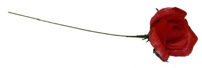 DCP508-Red-Rose-single