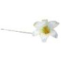 White Large Harissi Lily