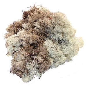 Natural Reindeer Moss