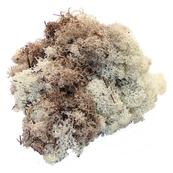 Natural Reindeer Moss (500g) Easy Florist Supplies