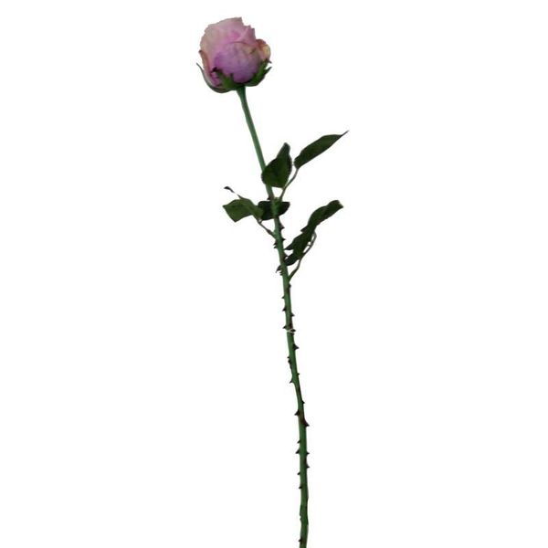 Rose Lavender 