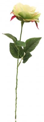  Rose Light Green
