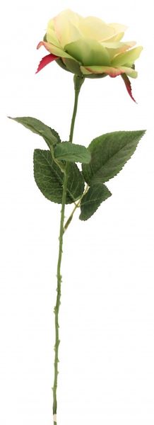  Rose Light Green
