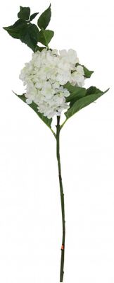 Large Hydrangea White