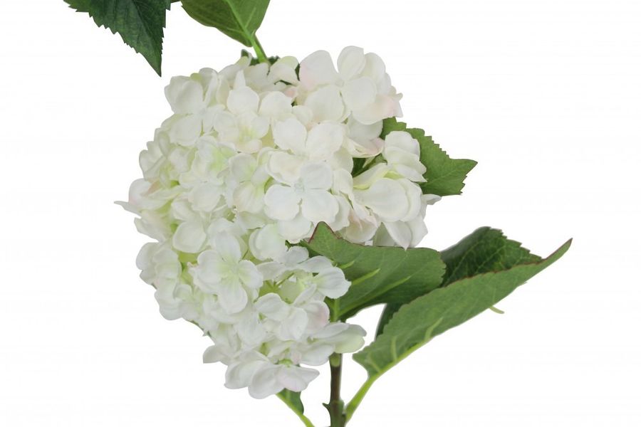 Large Hydrangea White