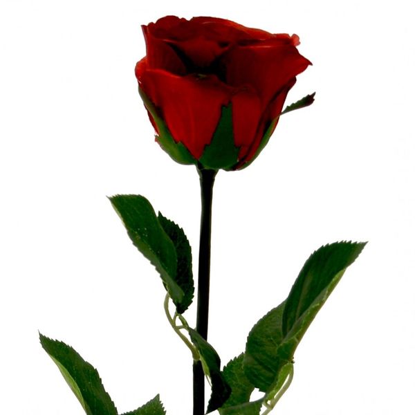 Medium Red Empire Rose