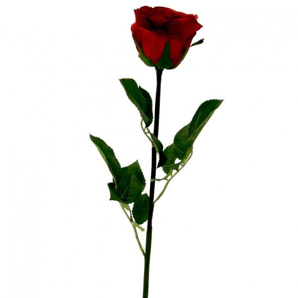 Medium Red Empire Rose