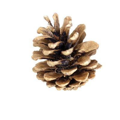 Pine Cones, Austriaca Cones