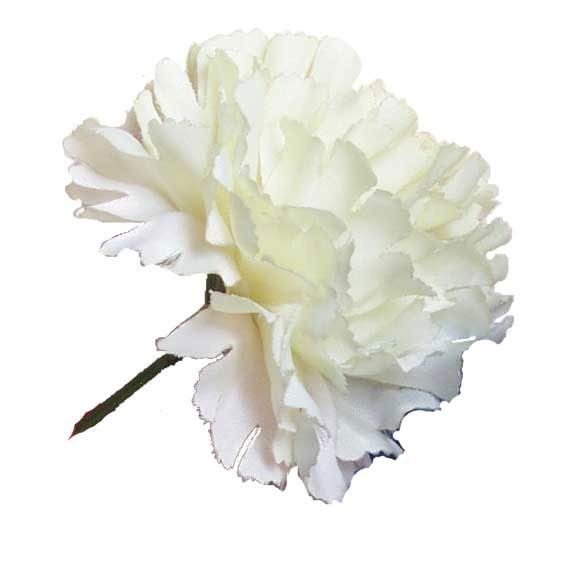 Carnation