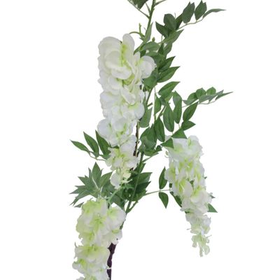 White Wisteria