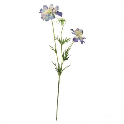 Scabiosa Light Blue