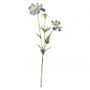 Scabiosa Light Blue