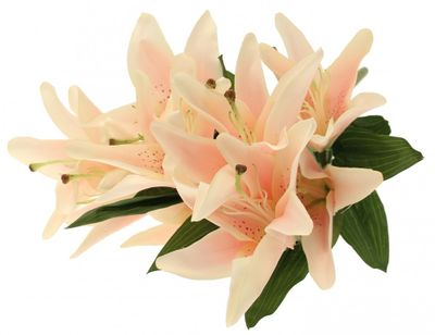 Lily Bush Light Pink