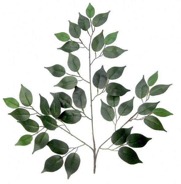 Green Ficus Branch (50cm)