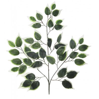 Variagated Green Ficus Branch (50cm)