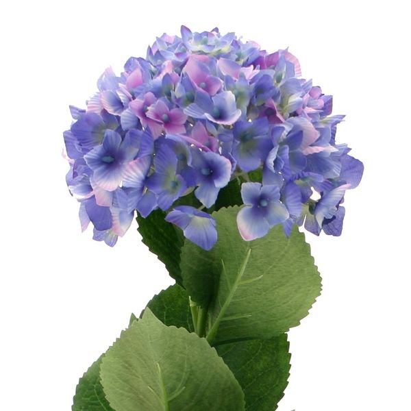 Blue Hydrangea