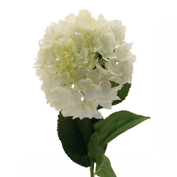 Single Cream Hydrangea