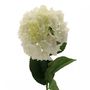 Single Cream Hydrangea