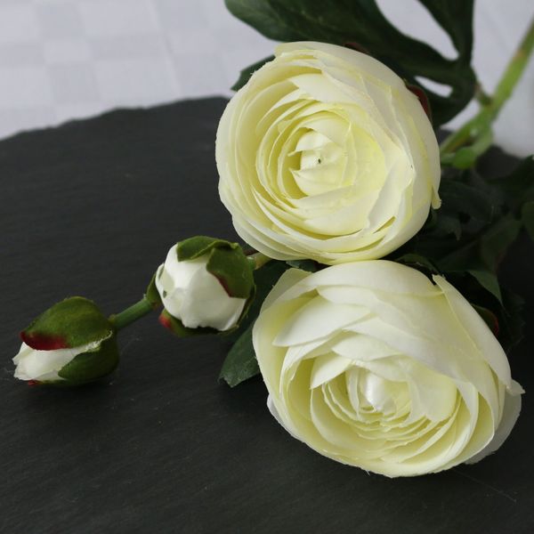 Two Stems of Cream Rannunculus