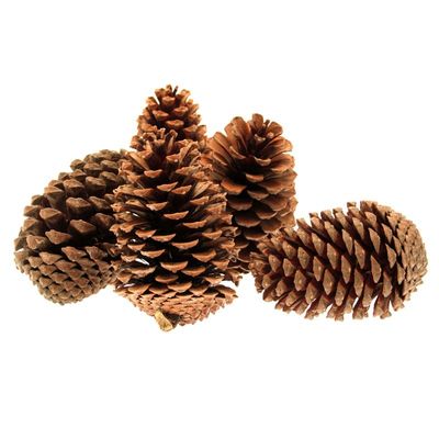 Cones