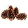 Cones